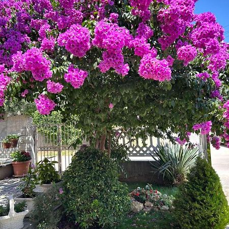 Apartmani Andrijana Ulcinj Exteriör bild